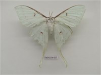 藏品(臺灣長尾水青蛾)的圖片